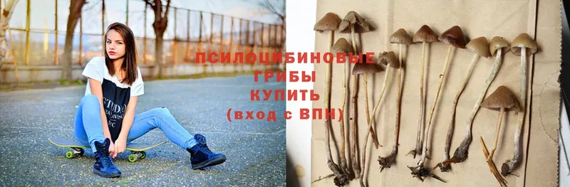 мега зеркало  Железноводск  Псилоцибиновые грибы Psilocybe 